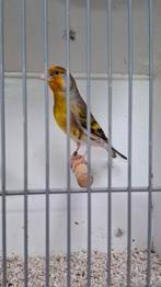 Putter x kanarie man 2025, Dieren en Toebehoren, Vogels | Overige Vogels, Mannelijk