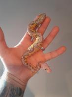 0.1  Super Pastel Orangedream  Clown 50% DH Pied G-stripe, Slang, 0 tot 2 jaar