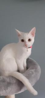 Lieve poes Noortje, Dieren en Toebehoren, Katten en Kittens | Raskatten | Korthaar, Poes, Ontwormd, 0 tot 2 jaar
