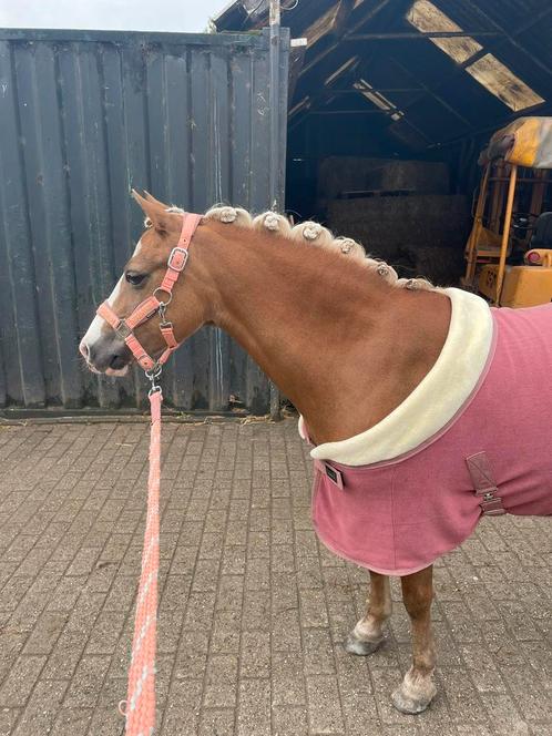 Leaser voor kleine c pony gezocht!, Diensten en Vakmensen, Dieren | Paarden | Verzorging, Oppas en Les