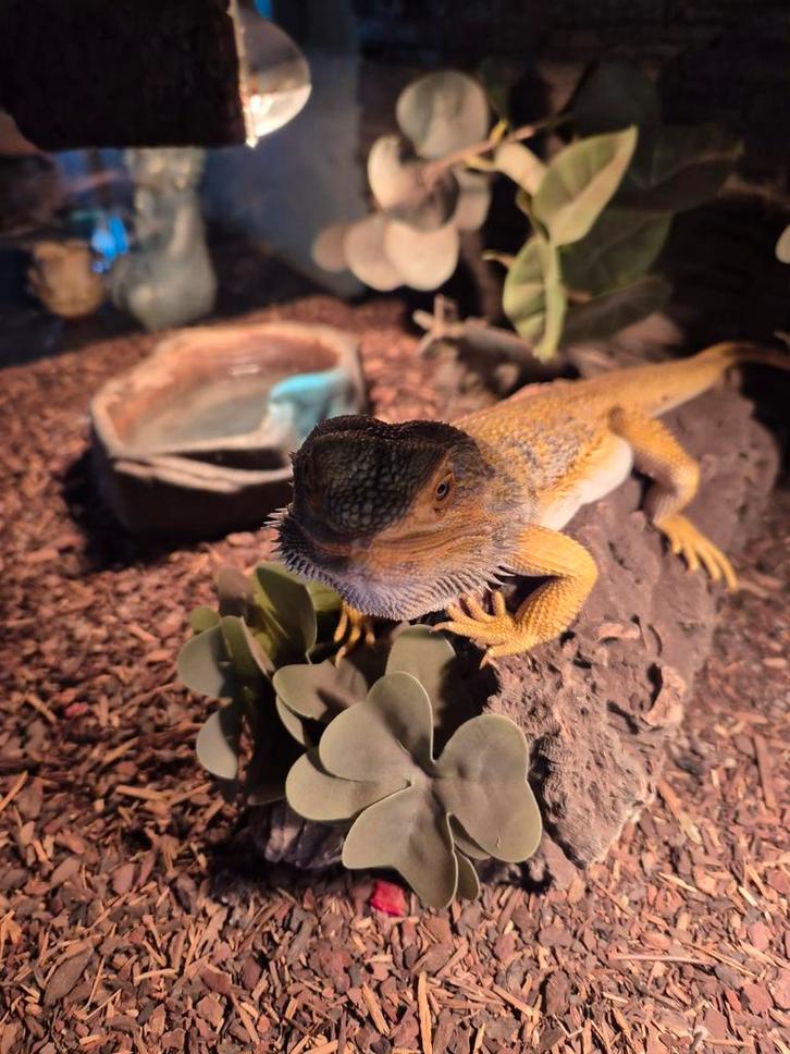 Baardagaam met terrarium