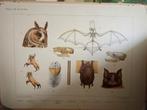 Schoolplaat: Uil en Vleermuis, Antiek en Kunst, Antiek | Schoolplaten, Ophalen of Verzenden, Natuur en Biologie