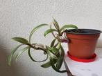 bijzondere Tradescantia stek/kamerplant, Huis en Inrichting, Kamerplanten, Ophalen of Verzenden, Overige soorten, Minder dan 100 cm