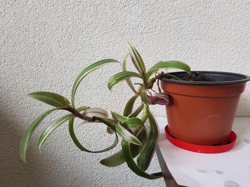 bijzondere Tradescantia stek/kamerplant, Huis en Inrichting, Kamerplanten, Overige soorten, Minder dan 100 cm, Ophalen of Verzenden
