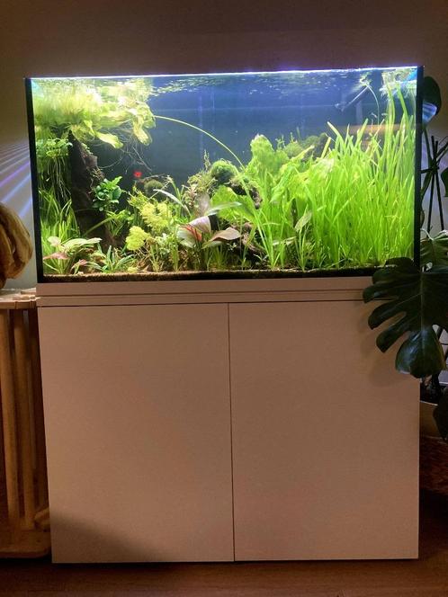 Trofis Colisa Aquarium 200 liter, Dieren en Toebehoren, Vissen | Aquaria en Toebehoren, Zo goed als nieuw, Gevuld zoetwateraquarium