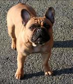 Franse bulldog, Reu, Parvo, Bulldog, Eén hond