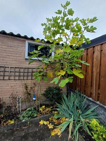 Brown Turkey vijgenboom beschikbaar voor biedingen