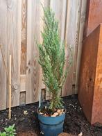 Conifeer spar "juniperus blue arrow" struik tuin plant, Ophalen, Conifeer, Struik, 100 tot 250 cm