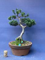 Taxus bonsai, Bloeit niet, Halfschaduw, Minder dan 100 cm, Overige soorten