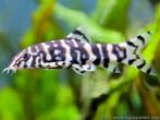 botia lohachata €9,95, Dieren en Toebehoren, Vissen | Aquariumvissen, Vis, Zoetwatervis