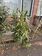 Oleander, Tuin en Terras, Planten | Tuinplanten, Ophalen of Verzenden