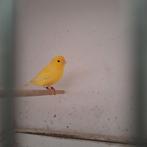 Kanarie man 2025, Mannelijk, Zangkanarie