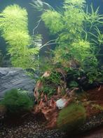 Te koop mooie rode vuurgarnalen, Dieren en Toebehoren, Vissen | Aquariumvissen, Kreeft, Krab of Garnaal, Zoetwatervis, Schoolvis