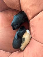 2 lieve zwarte cavia’s, Dieren en Toebehoren, Knaagdieren, Mei, Mannelijk, Cavia