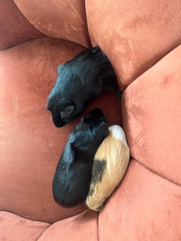 2 lieve zwarte cavia’s beschikbaar voor biedingen