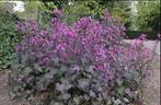 Lunaria annua 'Chedglow', Tweejarig, Halfschaduw, Lente, Ophalen