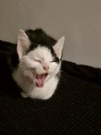 Knuffelkittens zoeken knuffelmama, Dieren en Toebehoren, Katten en Kittens | Overige Katten, Meerdere dieren, 0 tot 2 jaar