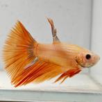 Betta splendens man 23, Vis