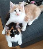 Maine coon kittens, poesje en katertje, Dieren en Toebehoren, Katten en Kittens | Raskatten | Langhaar, Meerdere dieren, Gechipt