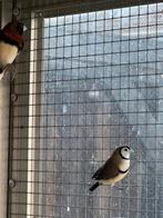 Koppel bichenow s, Meerdere dieren, Geringd