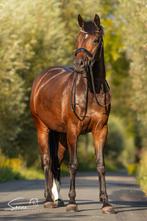 Oproep verzorg(st)er gezocht voor 5 jarige merrie!, Dieren en Toebehoren, Paarden en Pony's | Overige Paardenspullen, Ophalen of Verzenden