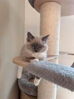 Ragdoll kitten met stamboom /geteste ouders, Dieren en Toebehoren, Katten en Kittens | Raskatten | Langhaar, Poes, Gechipt