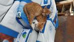 kittens, Dieren en Toebehoren, Meerdere dieren, Ontwormd, 0 tot 2 jaar