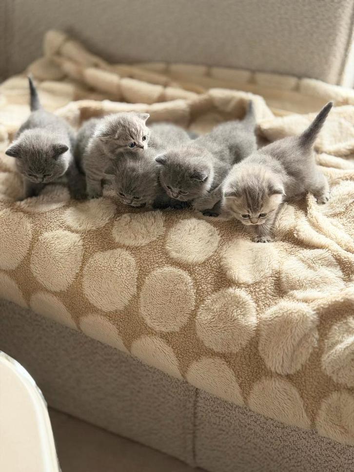 Britse korthaar kittens te koop, Dieren en Toebehoren, Katten en Kittens | Raskatten | Korthaar