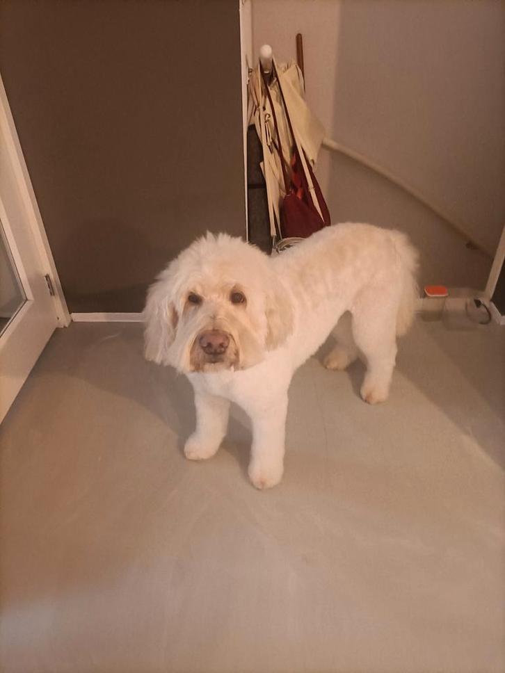 Hondenoppas voor oud en nieuw, Dieren en Toebehoren, Honden | Chihuahua's en Gezelschapshonden, Reu, Overige rassen, Particulier