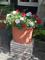 Gevraagd: een doodle-achtige hondenras vanaf 2 jaar., Geslacht onbekend, Gechipt