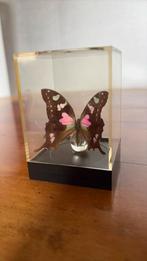 Graphium weiskei vlinder, Ophalen of Verzenden, Zo goed als nieuw, Insect, Beeldje of Figuurtje