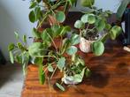 Pannenkoekenplantjes, Ophalen, Overige soorten, Minder dan 100 cm