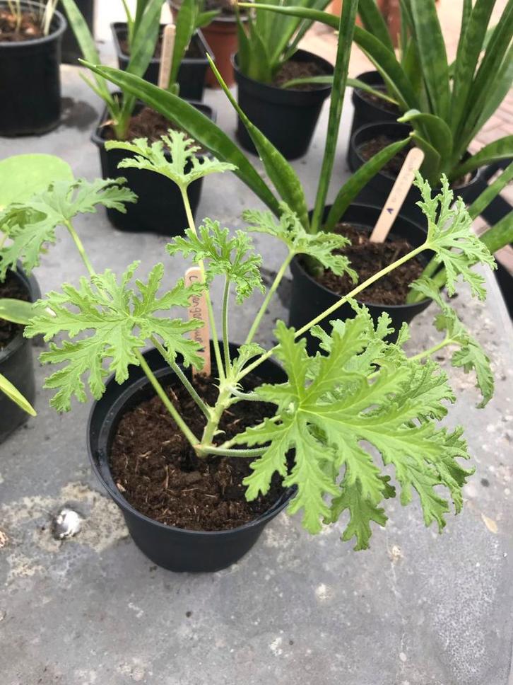 Citroengeranium/ pelargonium graveolens stekjes te koop, Huis en Inrichting, Kamerplanten, Ophalen of Verzenden