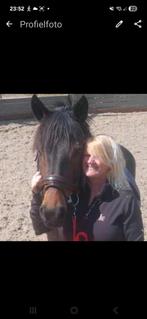 Lueve pony aangeboden gaat alleen weg naar lief huisje, Dieren en Toebehoren