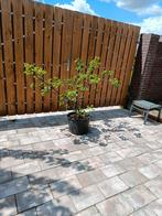 Prachtige Cercis siliquastrum "Alba" witbloeiende Judasboom, Overige soorten, Lente, 100 tot 250 cm, Ophalen