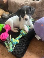 Ontzettend lieve Markiesje/Kooiker pups!, Dieren en Toebehoren, Nederland, Parvo, Overige rassen, 8 tot 15 weken