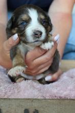 Hele lieve australian sheperd puppy’s!, CDV (hondenziekte), 8 tot 15 weken, Meerdere, Meerdere dieren