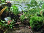 Jonge Vuurgarnalen aquarium garnalen Red cherry shrimp, Dieren en Toebehoren, Vissen | Aquariumvissen, Kreeft, Krab of Garnaal