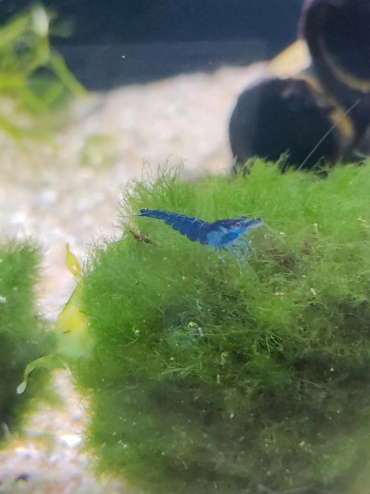 Diverse garnalen op voorraad, Dieren en Toebehoren, Vissen | Aquariumvissen, Zoetwatervis, Kreeft, Krab of Garnaal, Schoolvis