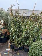 Supergrote hedra vind u niet snel eiglijk gelijk dicht, Ophalen, Vaste plant, Bloeit niet, Halfschaduw