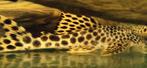L-Nummers: L075 Peckoltia sabaji, Vis, Zoetwatervis