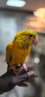 Goudparkiet, Dieren en Toebehoren, Mannelijk, Papegaai