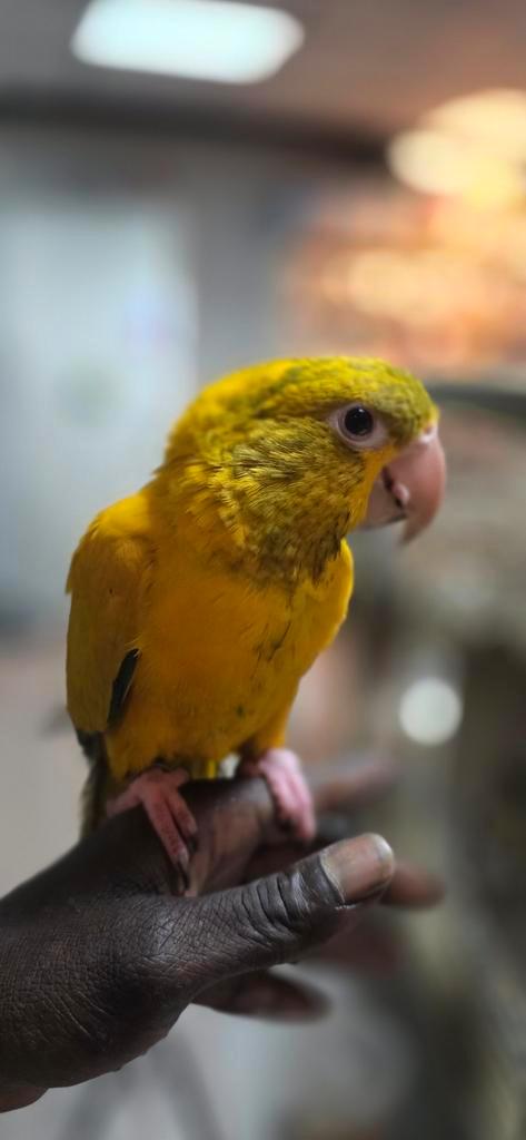 Goudparkiet, Dieren en Toebehoren, Vogels | Parkieten en Papegaaien, Papegaai, Mannelijk