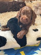 Mini/medium chocolade bruine labradoodles, Dieren en Toebehoren, Honden | Retrievers, Spaniëls en Waterhonden, CDV (hondenziekte)