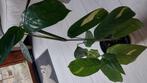 Aglaonema golden mosaic, Huis en Inrichting, Ophalen of Verzenden, Overige soorten, Minder dan 100 cm