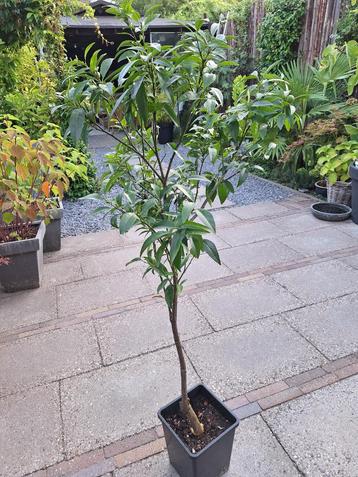 citrusboom beschikbaar voor biedingen