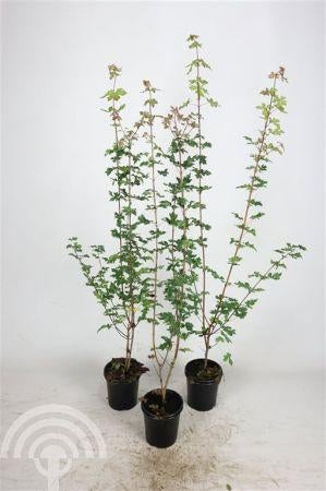 HAAG Acer campestre Veldesdoorn Spaanse aak Laan-Boom  Bospl, Tuin en Terras, Overige soorten, Volle zon, Vaste plant, Ophalen of Verzenden