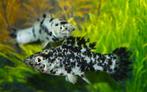 Hobbyaquarium Hoogvinkarper zwart marmer mix, Dieren en Toebehoren, Vissen | Aquariumvissen, Vis, Zoetwatervis, Schoolvis