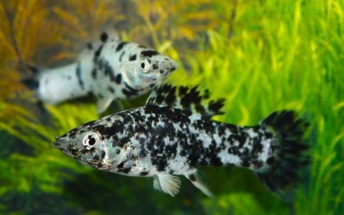 Hobbyaquarium Hoogvinkarper zwart marmer mix, Dieren en Toebehoren, Vissen | Aquariumvissen, Zoetwatervis, Vis, Schoolvis