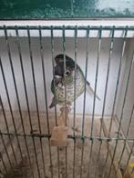 Pyrrhura, Vrouwelijk, Parkiet